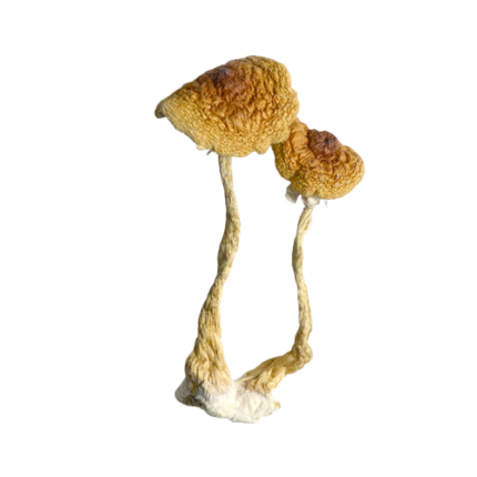 Albino Cambodians Mushroom