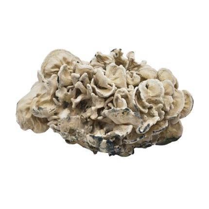 Enigma Mushrooms