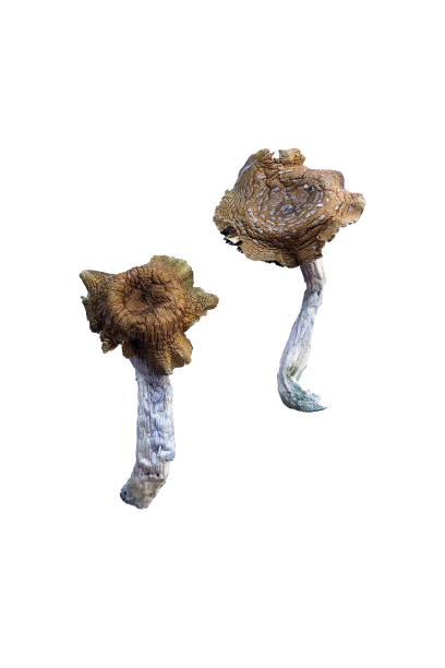 Florida White magic mushroom