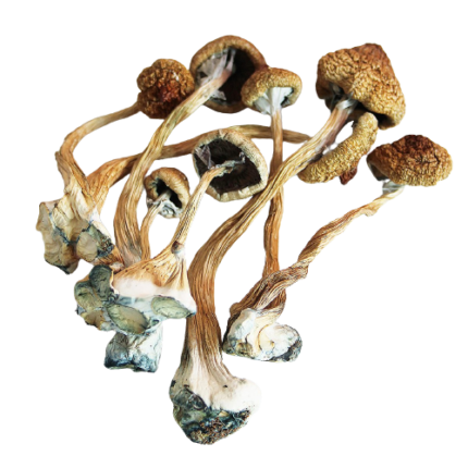 african transkei mushroom