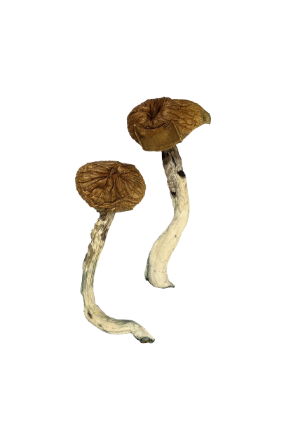 Dancing Tiger Mushrooms