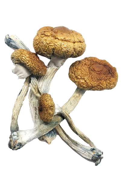 Costa Rican Mushrooms