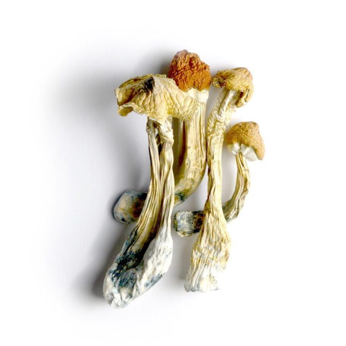 Ecuadorian Tri Colour Mushrooms