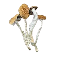 Daddy Long Legs Mushrooms
