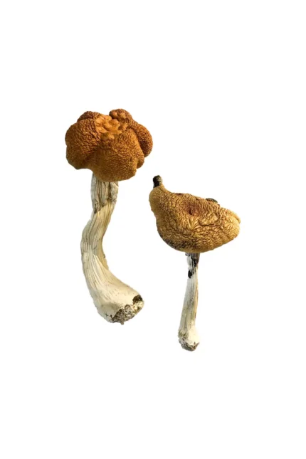 Malaysian Mushrooms