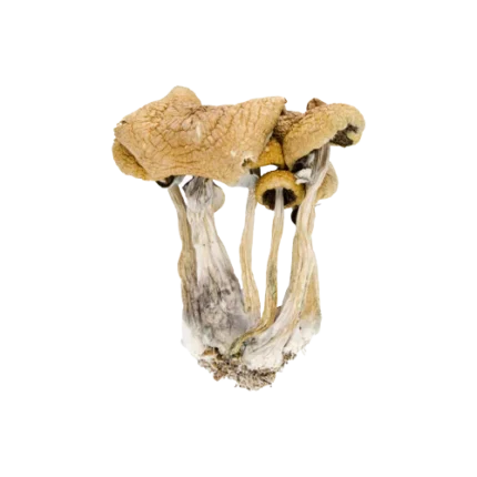 Psilocybe Baecoystis Magic Mushroom